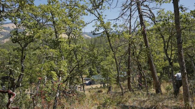 Logging Tree Felling Cutting and Falling