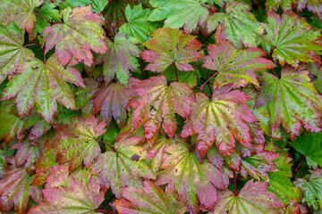 autumn leaves background