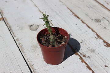 kaktus Cylindropuntia davisii x kleiniae GOLDEN LION