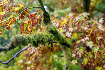 moss on tree
