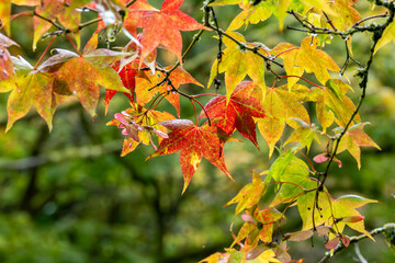 autumn maple leaves