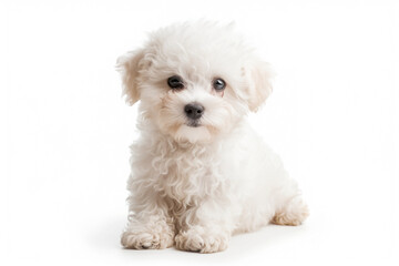 puppy dog Bichon frise curly-haired lapdog, isolated on white
