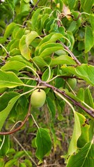 Quelques Kiwaïs qui poussent dans le jardin