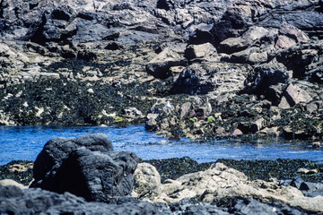 Naklejka premium Vintage photograph of a rocky shoreline