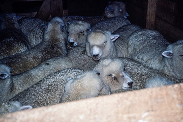 Vintage photograph of sheep in a pen in the 1980s