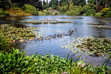 Vintage photograph of a line of Canadian geese swimming in a line