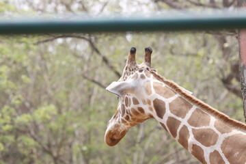 his majestic photograph captures a giraffe standing tall in its natural savanna habitat. The giraffe's long neck and distinctive patterned coat are beautifully highlighted against the vast, open lands