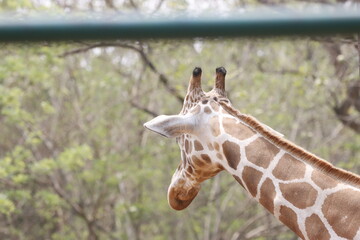 his majestic photograph captures a giraffe standing tall in its natural savanna habitat. The giraffe's long neck and distinctive patterned coat are beautifully highlighted against the vast, open lands