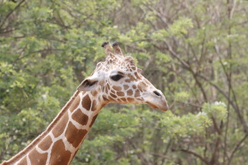his majestic photograph captures a giraffe standing tall in its natural savanna habitat. The giraffe's long neck and distinctive patterned coat are beautifully highlighted against the vast, open lands