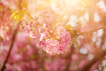 Sakura flowers blooming, spring seasonal Easter background