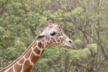 his majestic photograph captures a giraffe standing tall in its natural savanna habitat. The giraffe's long neck and distinctive patterned coat are beautifully highlighted against the vast, open lands