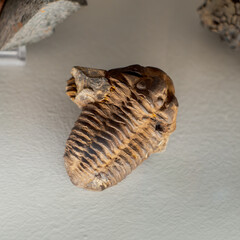 Fossil find of trilobite: an extinct marine arthropod that occurred abundantly during the Paleozoic era.
