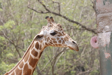 his majestic photograph captures a giraffe standing tall in its natural savanna habitat. The giraffe's long neck and distinctive patterned coat are beautifully highlighted against the vast, open lands