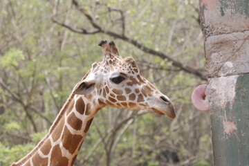 his majestic photograph captures a giraffe standing tall in its natural savanna habitat. The giraffe's long neck and distinctive patterned coat are beautifully highlighted against the vast, open lands