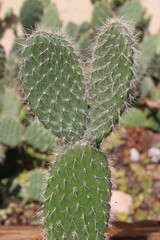 Opuntia Pylana kaktus opuncja białe włosy