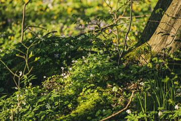 Fototapeta premium Flowering green forest with white flowers, spring nature background