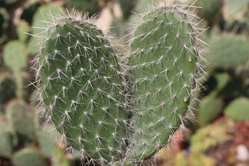 Opuntia Pylana kaktus opuncja białe włosy