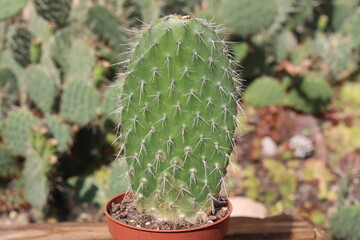 Opuntia Pylana kaktus opuncja białe włosy