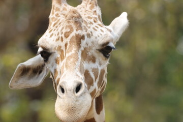 his majestic photograph captures a giraffe standing tall in its natural savanna habitat. The giraffe's long neck and distinctive patterned coat are beautifully highlighted against the vast, open lands