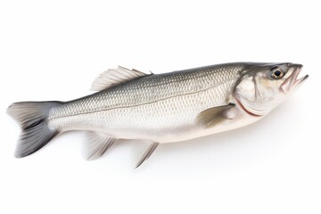 One fresh sea bass fish isolated on white background 