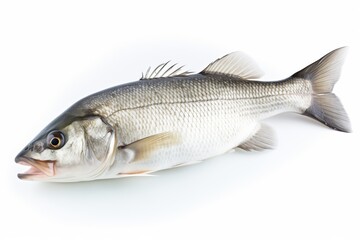 Fototapeta premium One fresh sea bass fish isolated on white background 