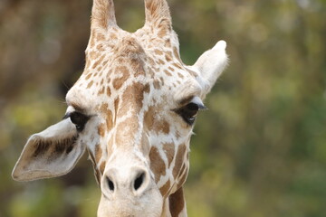 his majestic photograph captures a giraffe standing tall in its natural savanna habitat. The giraffe's long neck and distinctive patterned coat are beautifully highlighted against the vast, open lands