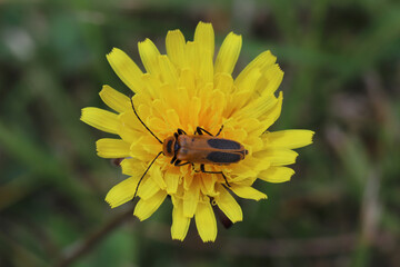Looking down on a goldenrod soldier beetle, Chauliognathus pensylvanicus, on a yellow dandelion flower.  These beetles are active in late summer and autumn and feed on pollen and aphids. 