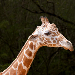 his majestic photograph captures a giraffe standing tall in its natural savanna habitat. The giraffe's long neck and distinctive patterned coat are beautifully highlighted against the vast, open lands