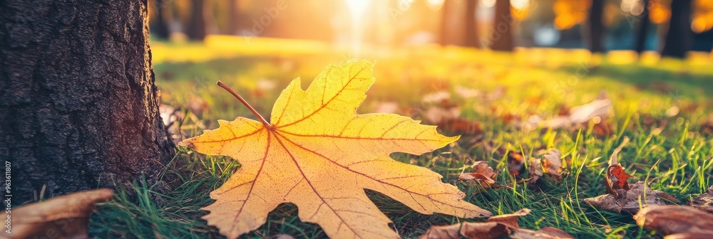 Poster a tranquil autumn afternoon in the park featuring a glowing maple leaf resting on lush grass, surrou