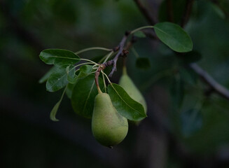 Pear