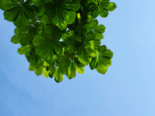 Chestnut branches with fresh green leaves on a blue sky background