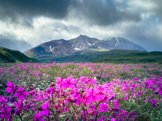 flowers in the mountain