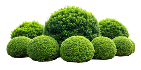 green grass isolated on white