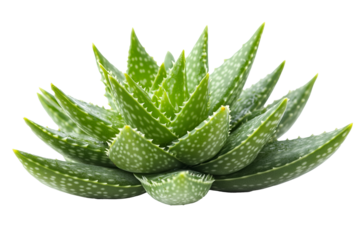 A close-up image of a vibrant green Aloe Vera plant with distinctive white spots on its fleshy, pointed leaves isolated on white background. 