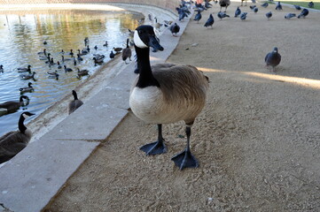 Fototapeta premium Canadian goose on the beach