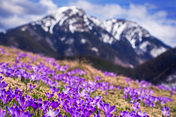 Dolina Chocholowska with blossoming purple crocuses or saffron flowers,Tatra mountains, Poland. © Roxana