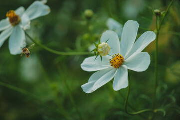 Mom's Flowers, August 2024