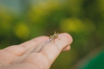 Grasshopper on my arm