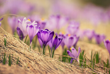 Spring crocus flowers, Easter background