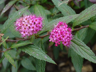 RAMA CON HOJAS Y FLORES. LAS HOJAS SON LARGAS. LAS FLORES SON COMPUESTAS. EL COLOR DE LAS FLORES ES ROSA.