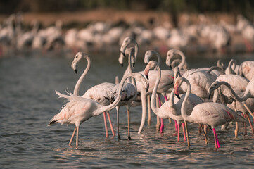 A flock of Flamingos in Qudra Lakes in the desert of Dubai UAE