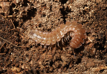Common pink flat-back millipede (Pseudopolydesmus serratus) curled up in the ground. 