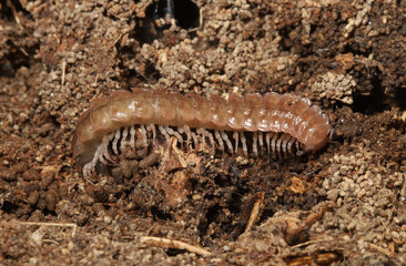 Close-up of a common pink flat-back millipede, Pseudopolydesmus serratus, crawling along the...