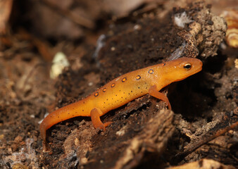 Side view of a red eft resting on a piece of wood on the forest floor in Ohio.  This is the juvenile stage of the eastern newt (Notophthalmus viridescens).