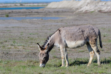 Domestic donkey going for a walk in a meadow