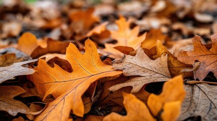 A close-up of fallen autumn leaves, showcasing the intricate details of their veins and textures.