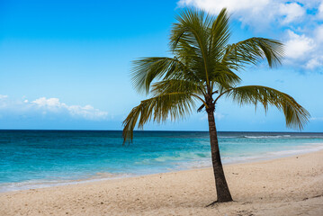 Obraz premium Single palm tree in exotic tropical beach