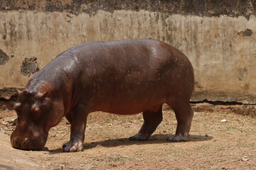 This captivating photograph showcases a hippopotamus partially submerged in water, with its massive head and ears peeking above the surface. The calm water and natural surroundings 