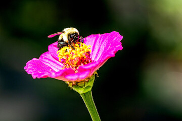 Macro image of bumble bee on a zinnia flower