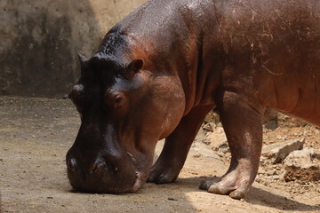 This captivating photograph showcases a hippopotamus partially submerged in water, with its massive...